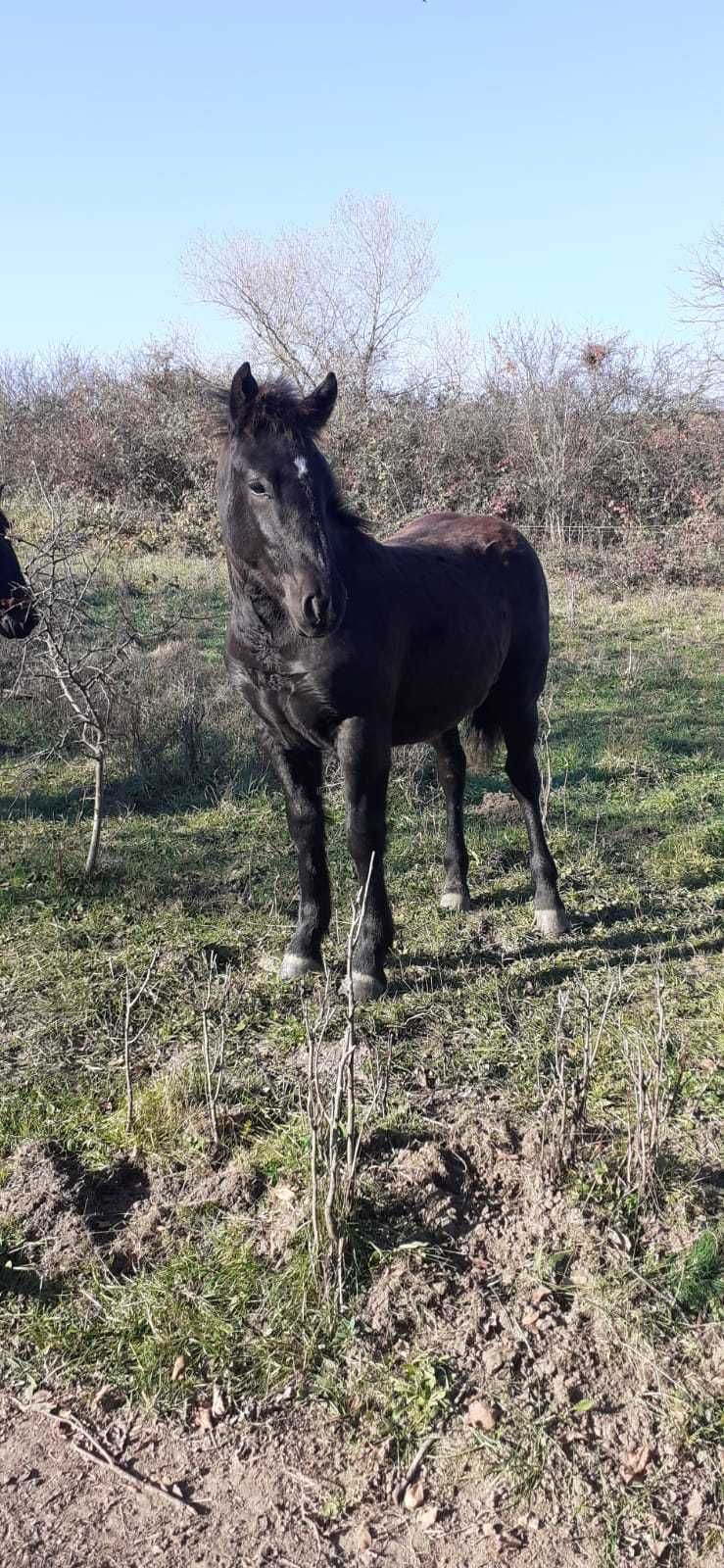 Vând Mânz de un an