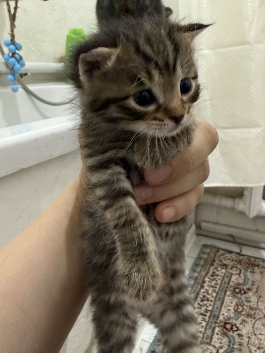 Котята в добрые и заботливые руки