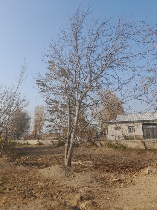 Енгок дарахти сотилади