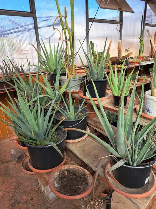 vand engros plante Aoe vera barbadensis miller, desfiintare sera