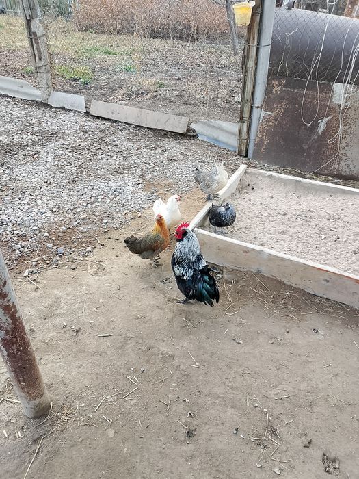 Продом карликовых петушков и курочек