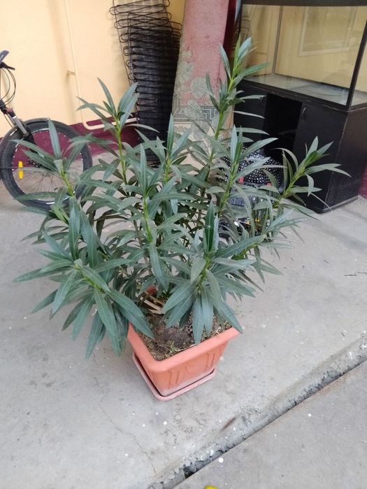 Цветок Лиандра..