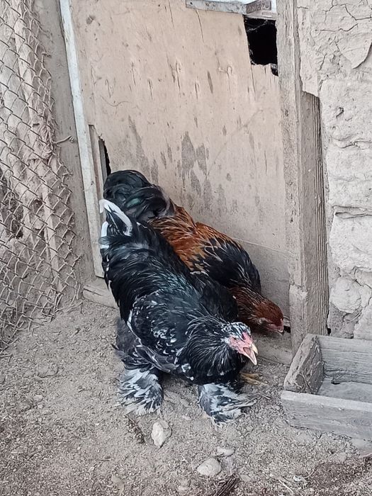 Брама Золота и Брама Мрамор хороз сотилади