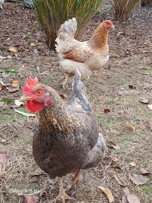 Puicuțe de casă.ouă