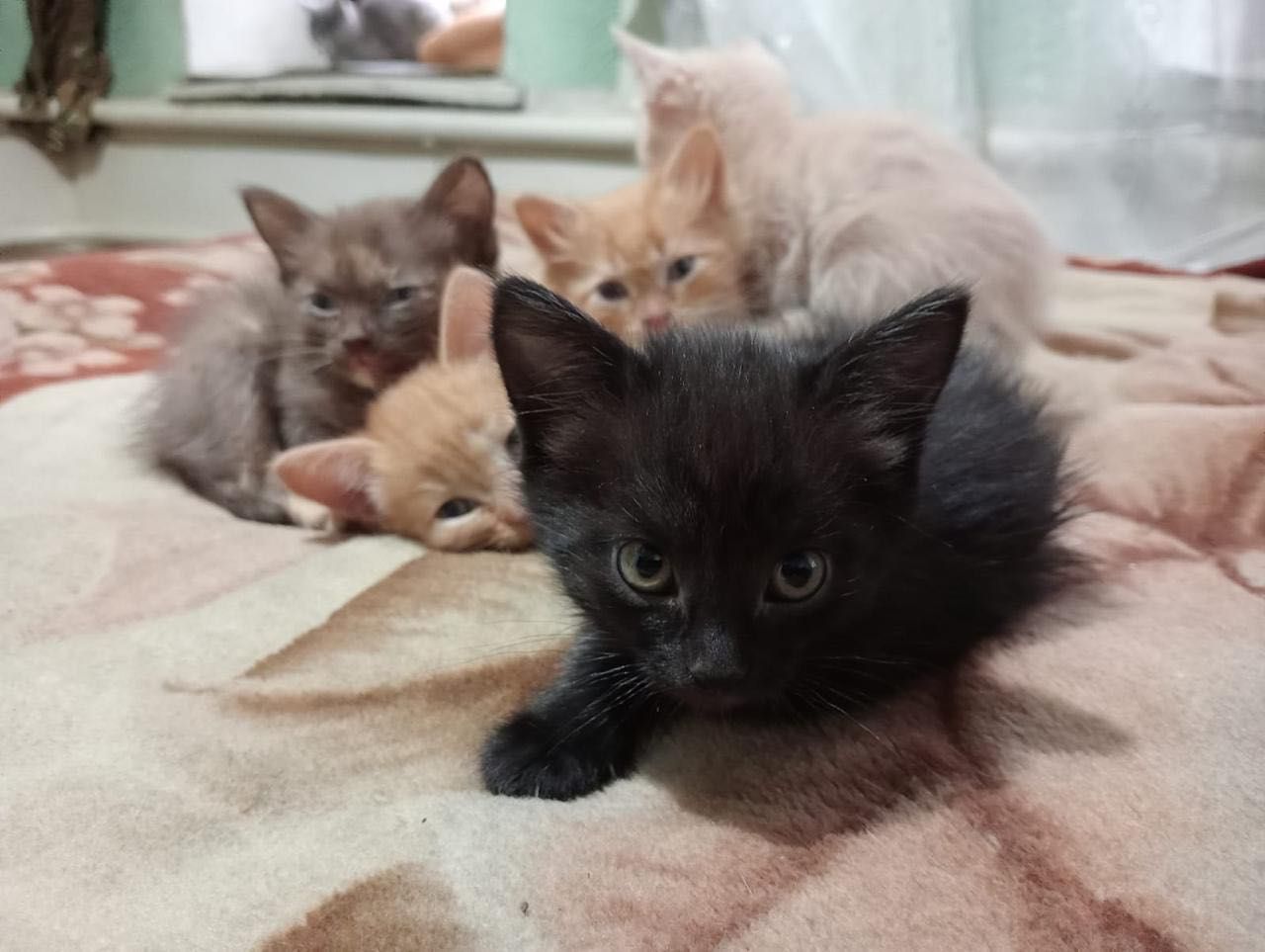 Отдам красивых и милых котят
