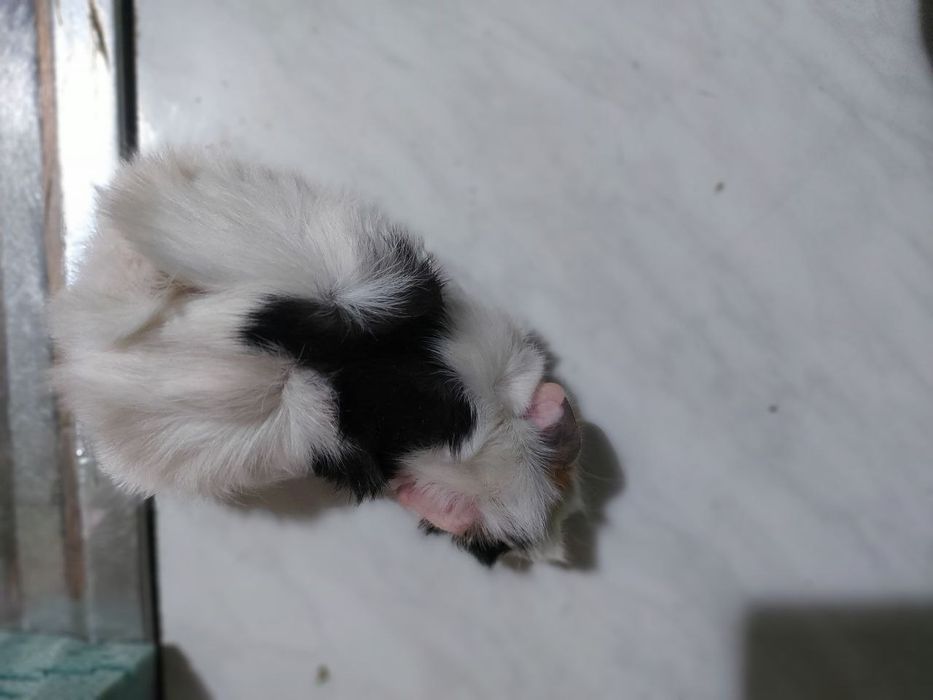 Продаётся морская свинка