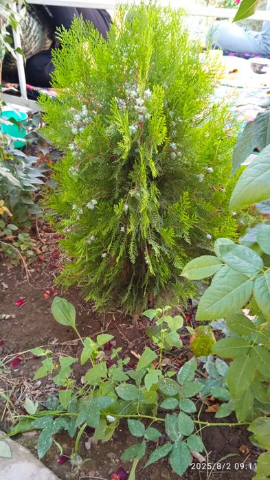 Туя арча сотилади