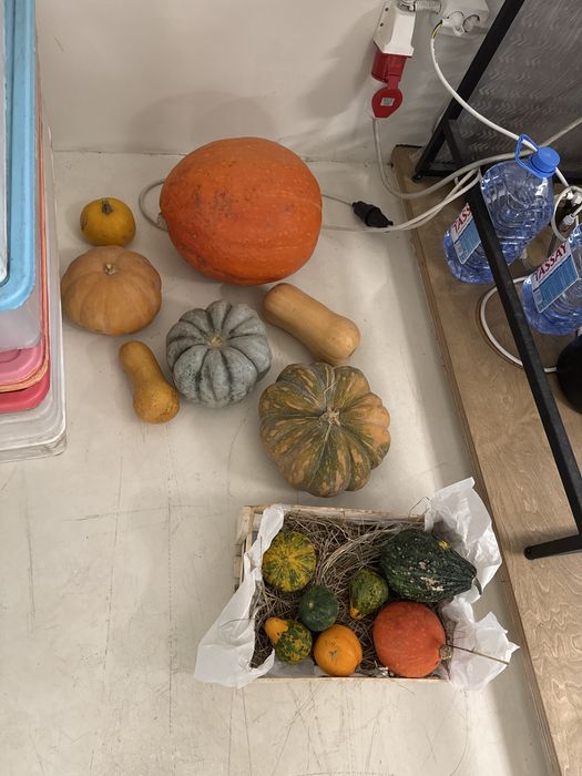 Тыквы декоративные и не только