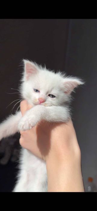 Котенок( девочка )