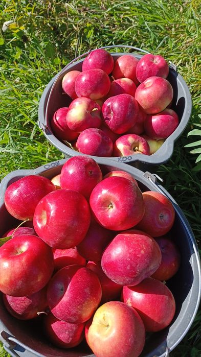 Яблоки с своего сада