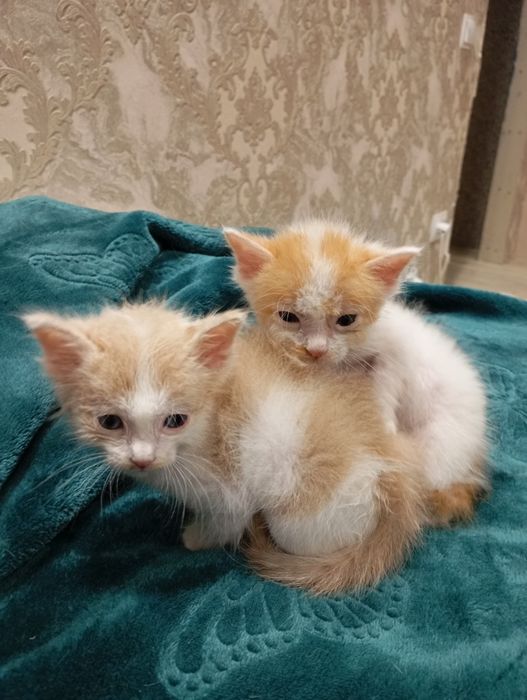 Отдам даром котят
