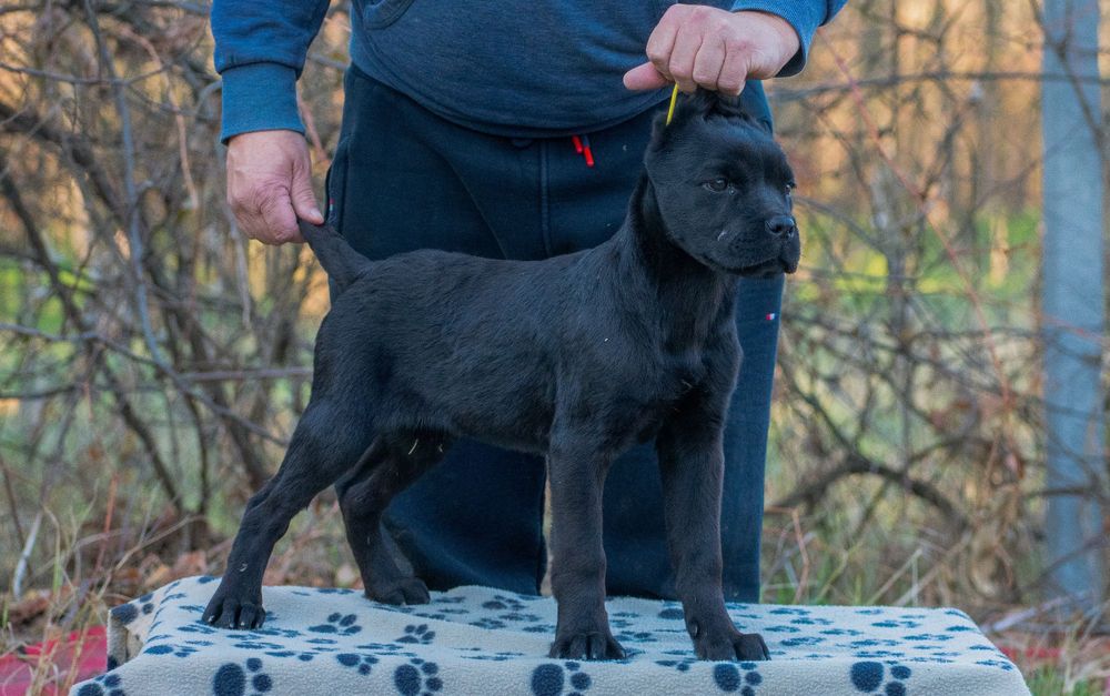 Cane Corso 4 luni mascul