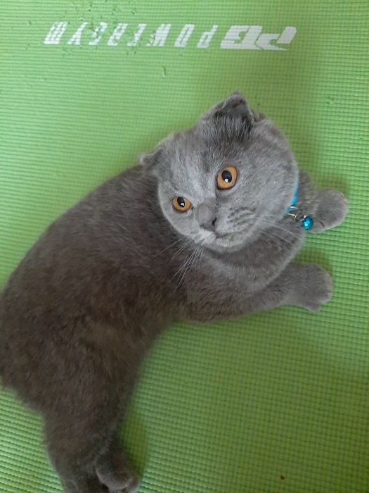 В добрые руки кот  2 года