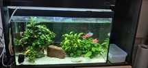 Acvariu 64 litrii complet utilat