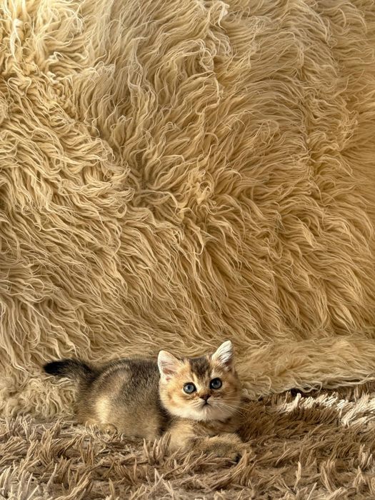 Продаётся Чистокровный Шотландский залатистий шиншила