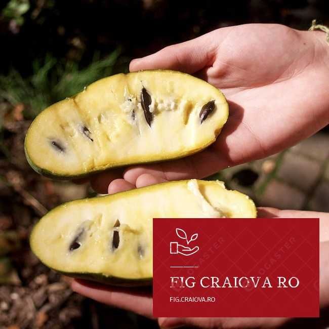 Pawpaw Prima - Banana nordului Pom fructifer 40- 60 cm la Ghiveci