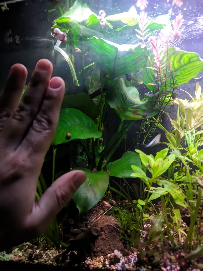 Planta de acvariu Anubias pe piatra