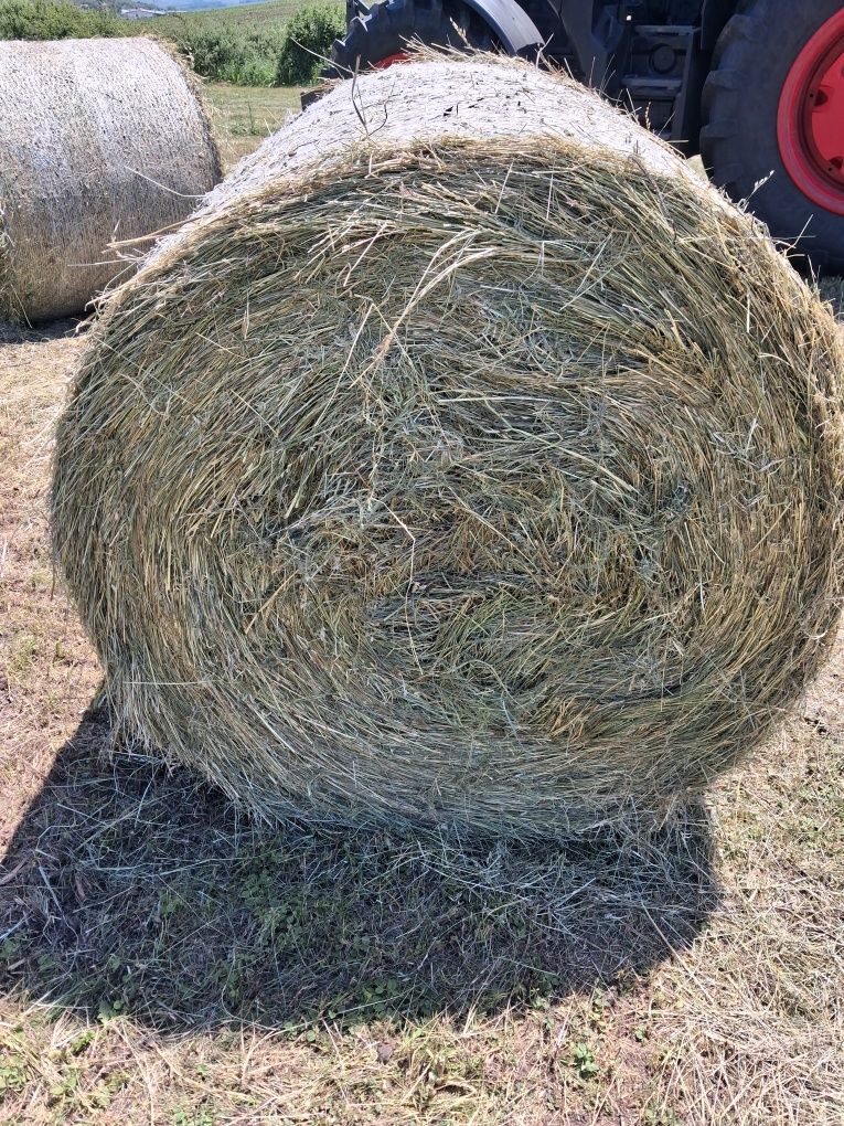 Baloți lucernă ...