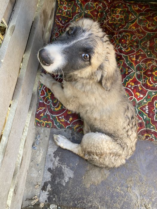 От дам собаку в хорошие руки парода алабай с лайкой