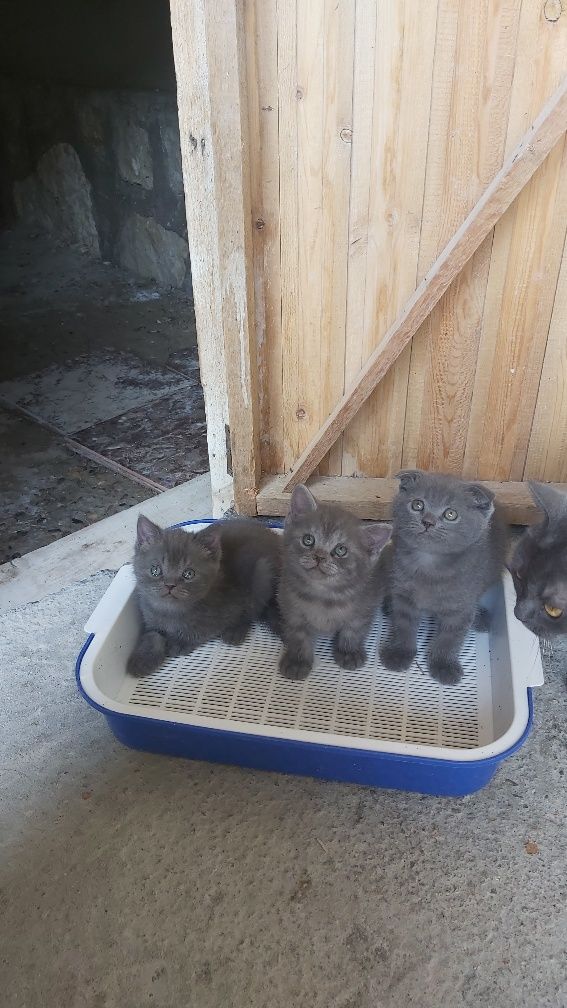 British Shorthair Mushuk