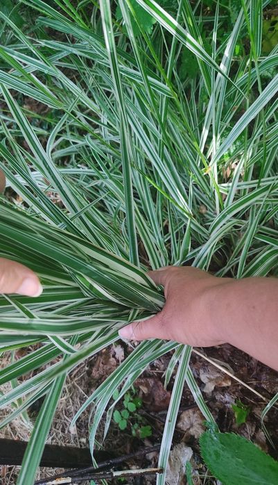 Канареечник. Декоративная трава