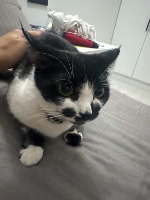 Домашнее животное