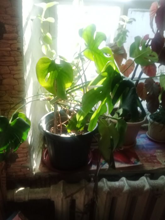 Продам цветы разные,цветущие, декоративные.Неприхотливые