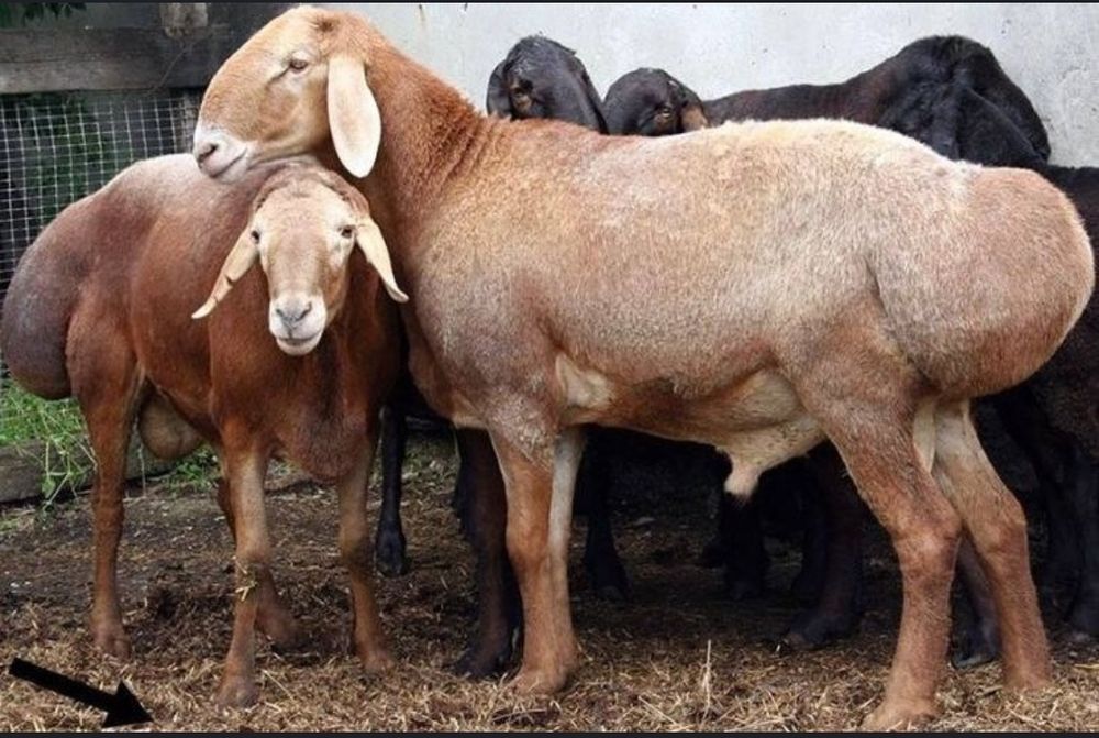 Qassob servis услуги мясника