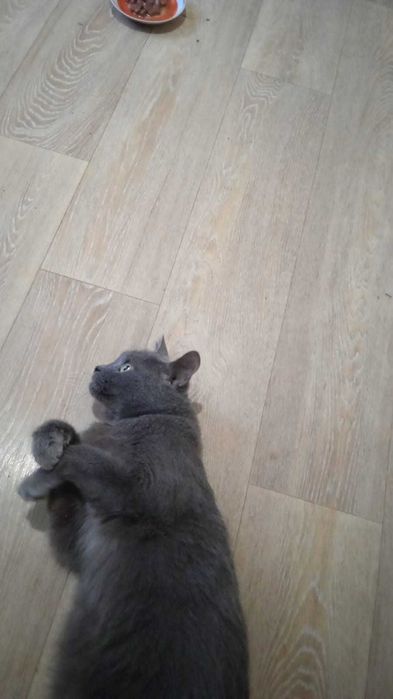 Хороший Кот в поиске Доброго Человека