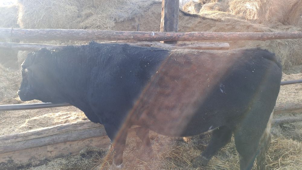 Продам племенного быка