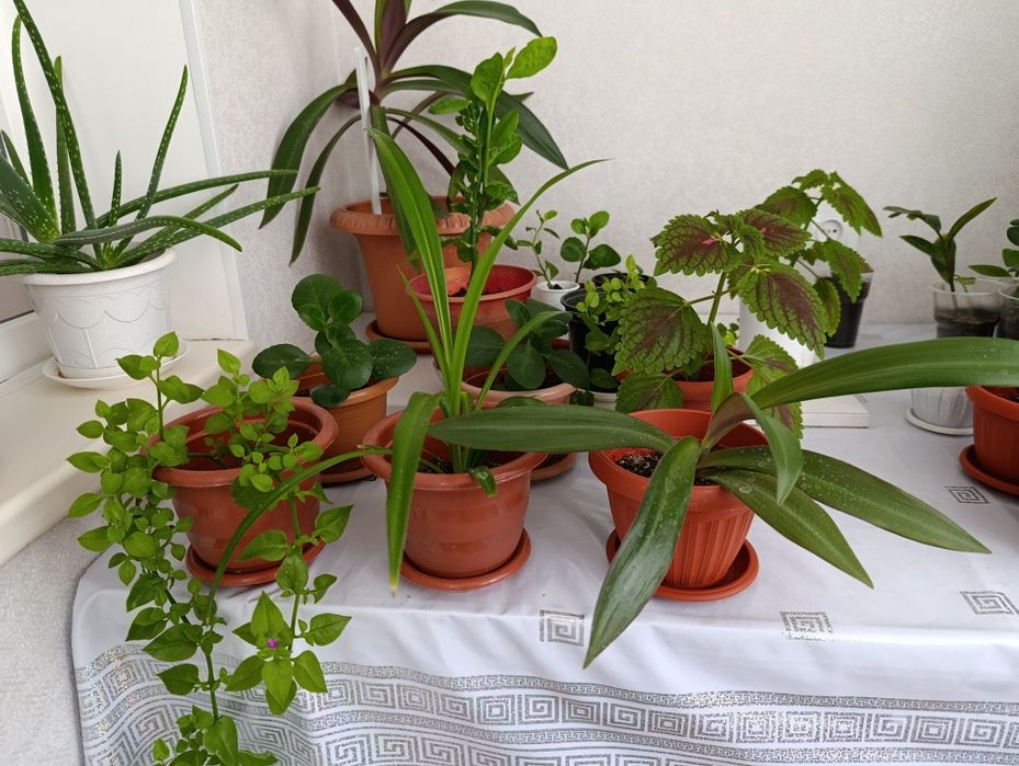 Продается домашние растения.