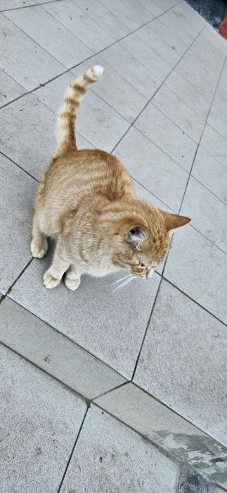 Рыжий котик ищет дом