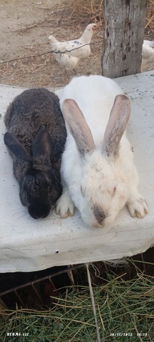 Keyon sotiladi 500 min