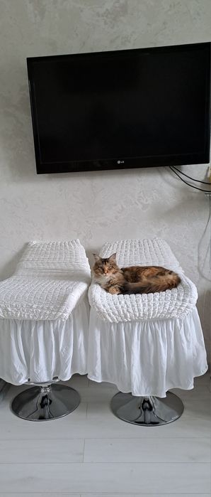 Продам красивую  кошечку мейн кун