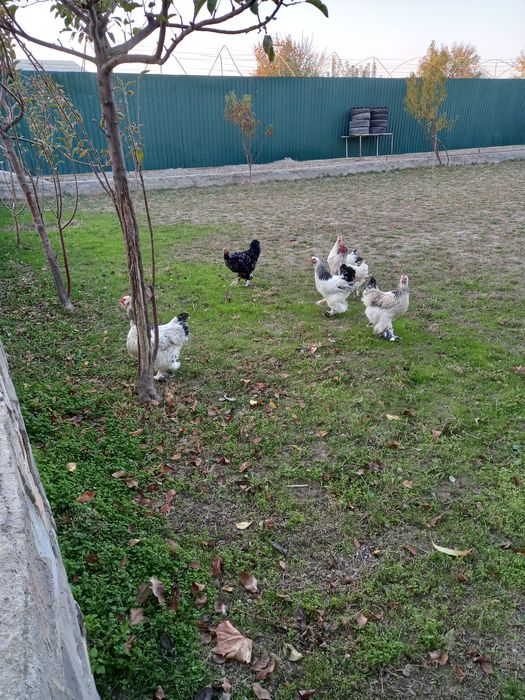 Брама товуклар сотилади