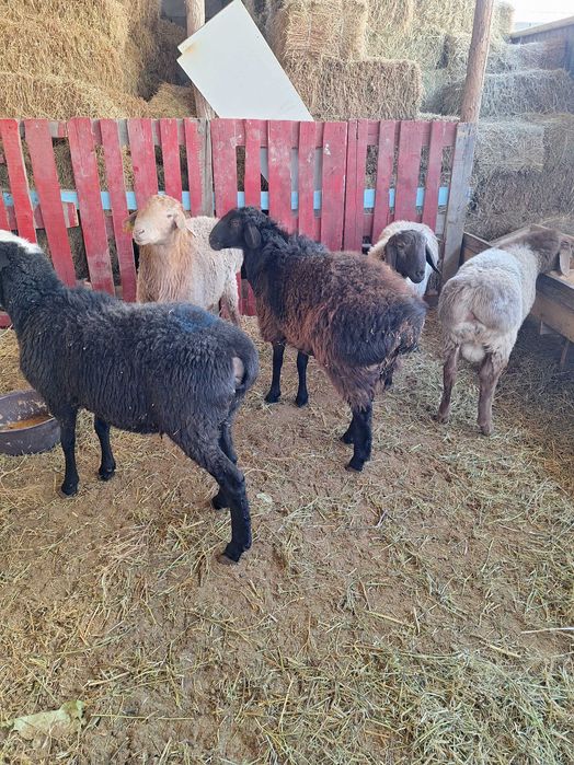 Семиз токты кошкарлар сатылады