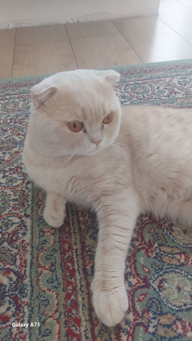 Кот зовут Компот, отдадим в любящие,хорошие руки.