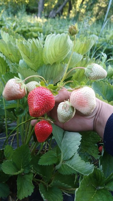 Разсад ягоди  качество и корекност