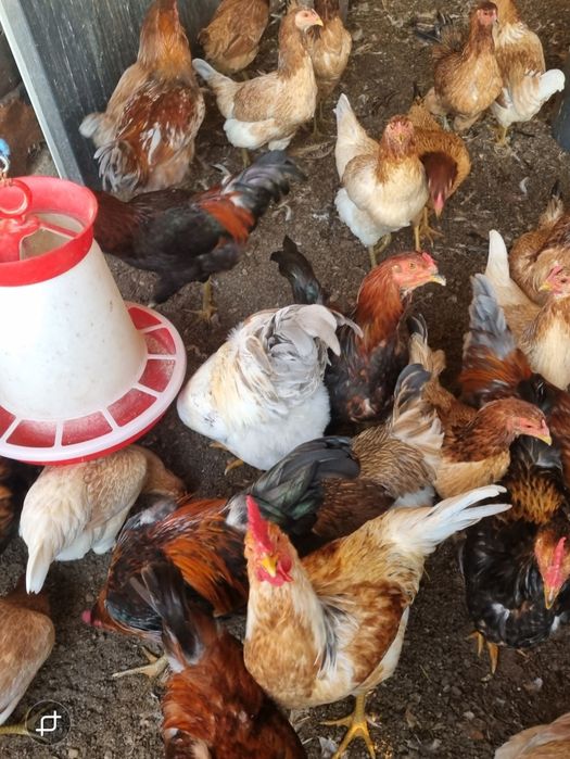 Cocoși și găini cu ouă verzi