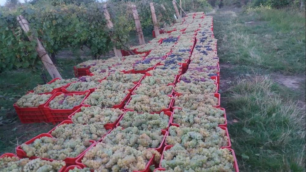 Struguri de vin adusi acasa diverse soiuri albi-negri, pret producator
