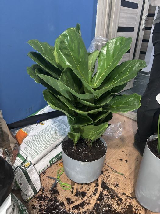 Фикус Лирата, Спатифиллум, Хамедореи, Фикус Бэнджамина пальма