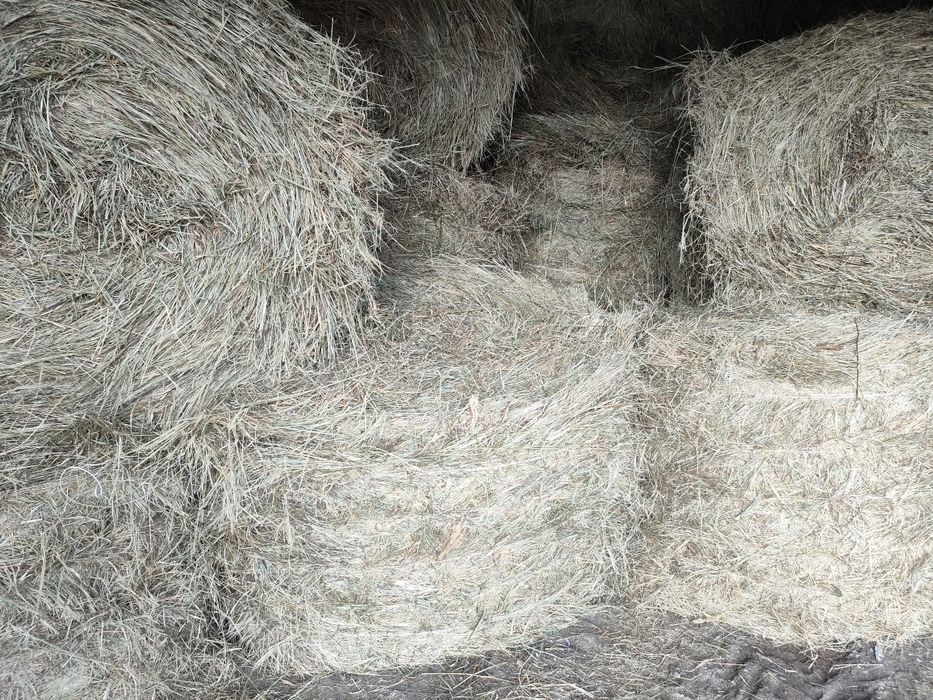Продам сено шоп 2025 укоса
