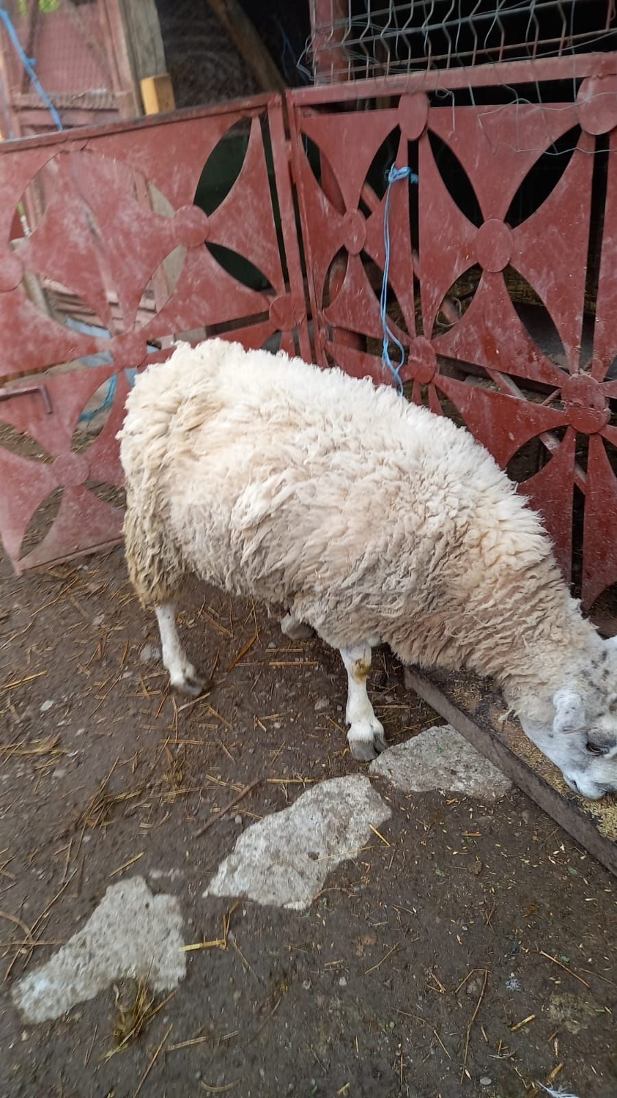 Vând sau schimb urgent berbec Texel