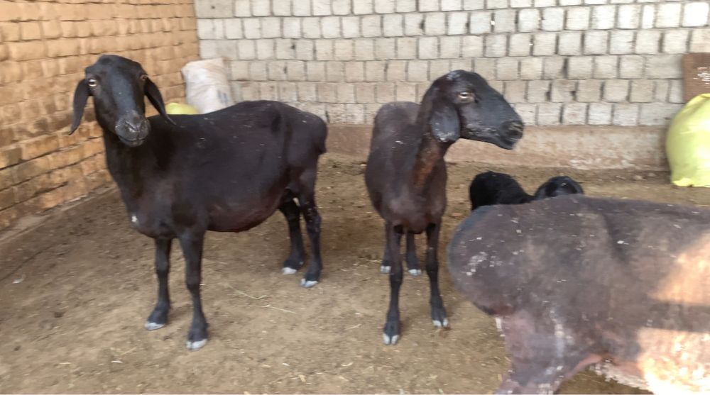 Қўйлар сотилади (Совлиқлар)