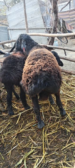 Quchqor sotlad yeb ichw zur