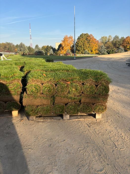 Живой газон рулонный купить в Алмате премиум качества