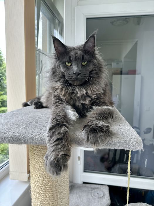 Vand motan Maine Coon Castrat!