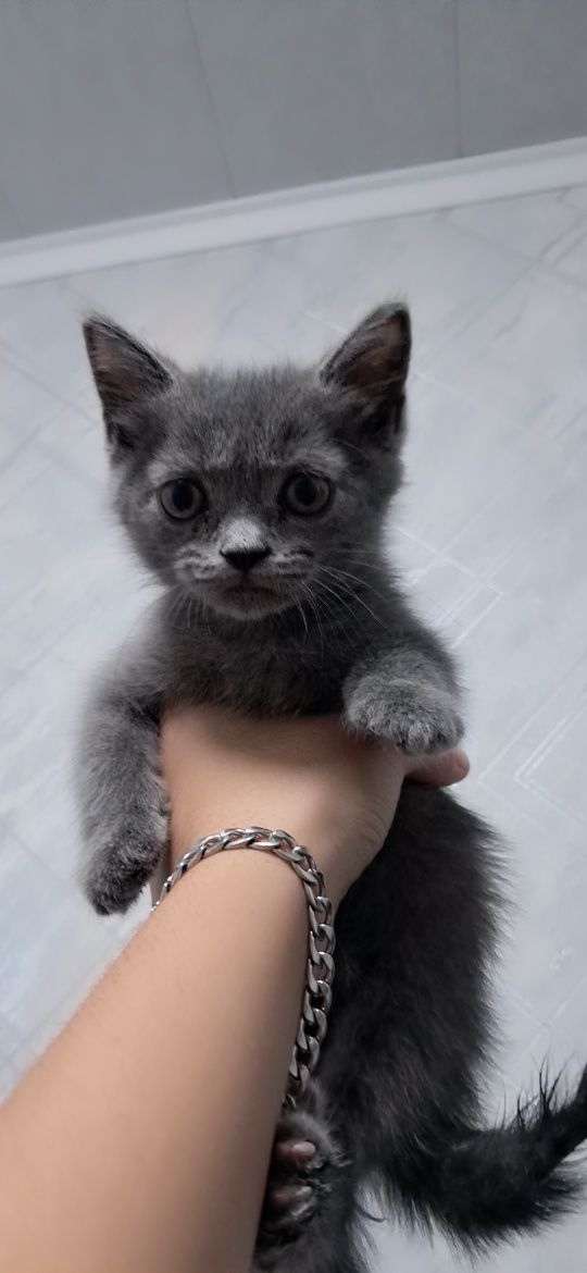 O'g'il bola Scottish  fold mushuk