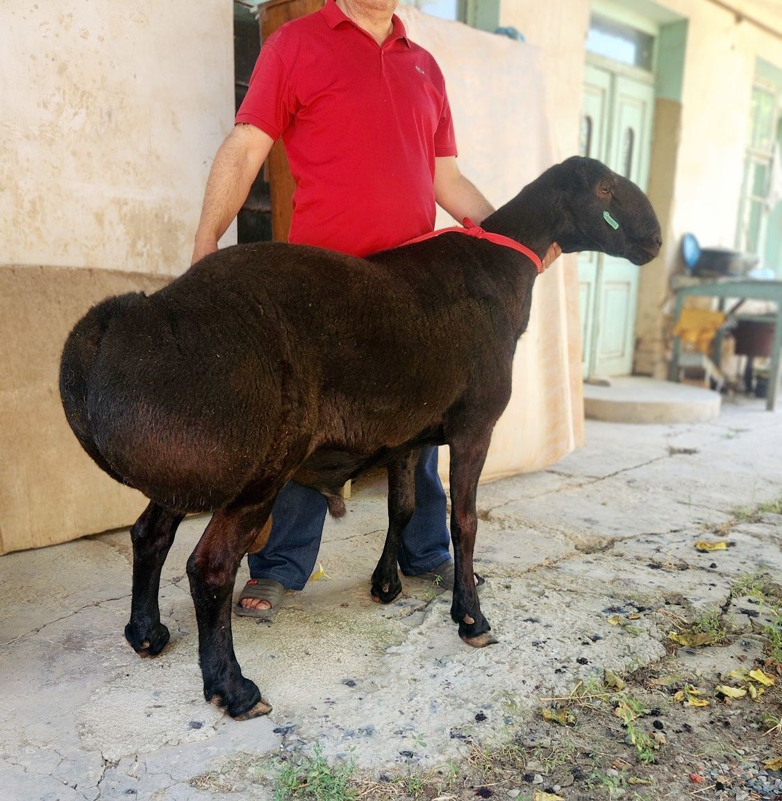 Qo'chqor sotiladi