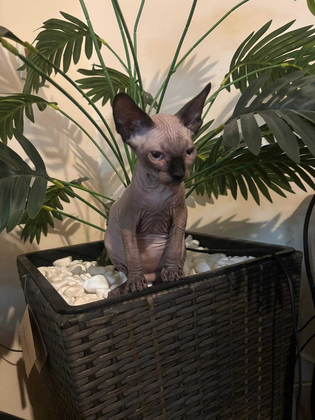 Канадски сфинкс котенца